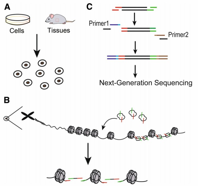 ATAC-seq - A Tool for Analyzing Epigenetics